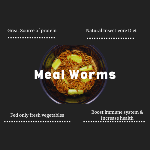 (2 LBS) Tiny Critters Dried Meal Worms