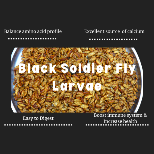 (11 LBS)  Tiny Critters Dried Black Soldier Fly Larvae